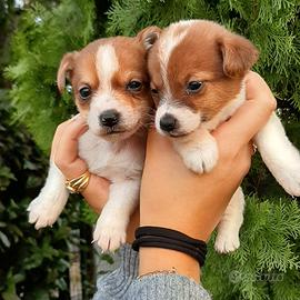 Cane di razza jack russell