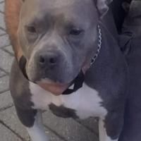 American bully