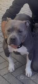 American bully