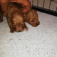 Cuccioli di barboncino red