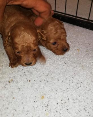 Cuccioli di barboncino red