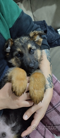 Pastore tedesco cucciolo