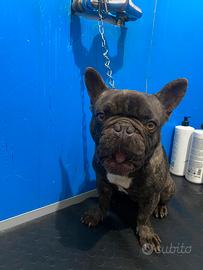 Bulldog francese 3 anni