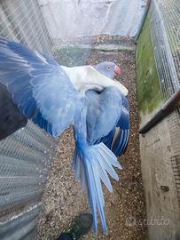 Parrocchetto dal collare