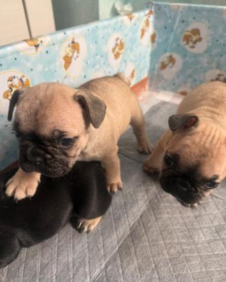 Bulldog francese cuccioli disponibili