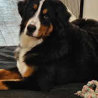 Bovaro del bernese ricerchiamo maschio per monta