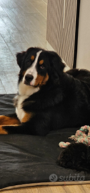 Bovaro del bernese ricerchiamo maschio per monta