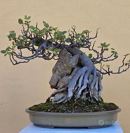 Bonsai fico su roccia