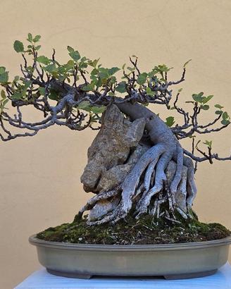 Bonsai fico su roccia