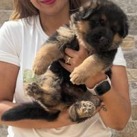 Ultimi cuccioli pastore tedeschi con il pedigree