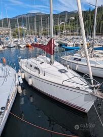 Delphia 29