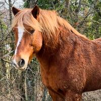 Cavallo haflinger linea vecchia