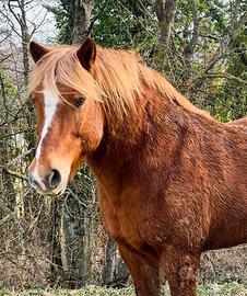 Cavallo haflinger linea vecchia
