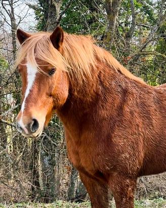 Cavallo haflinger linea vecchia