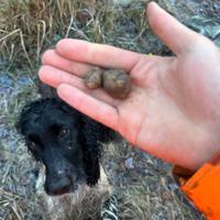 Cocker spaniel femmina tartufi 5 anni