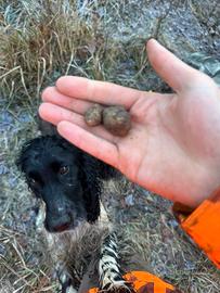 Cocker spaniel femmina tartufi 5 anni