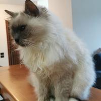 Gatto maschio sacro di birmania