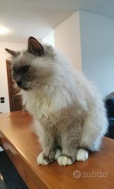 Gatto maschio sacro di birmania