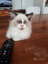 Gattino razza ragdoll