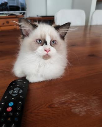 Gattino razza ragdoll
