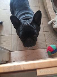 bulldog francese 