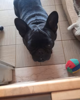 bulldog francese 