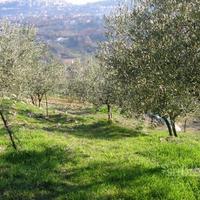 Uliveto Alatri - località Carvarola