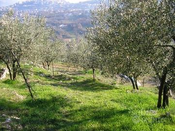 Uliveto Alatri - località Carvarola