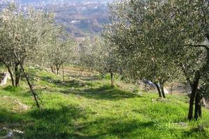 Uliveto Alatri - località Carvarola