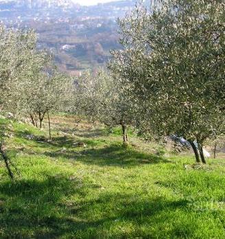 Uliveto Alatri - località Carvarola