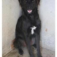 Blue 2 anni taglia media