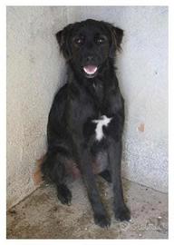 Blue 2 anni taglia media