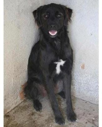 Blue 2 anni taglia media