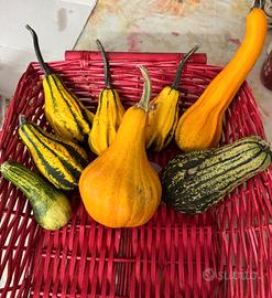 zucche ornamentali