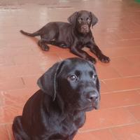 Disponibili cuccioli di labrador alta genealogia