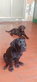 Disponibili cuccioli di labrador alta genealogia