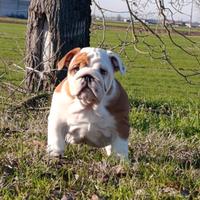Bulldog inglese cucciola