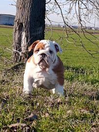 Bulldog inglese cucciola