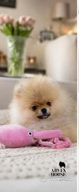 Spitz Pomerania nano