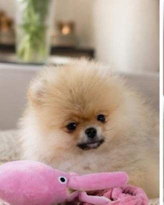 Spitz Pomerania nano