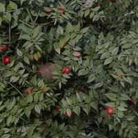 2 piante di pungitopo o Rusco