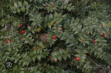 2 piante di pungitopo o Rusco