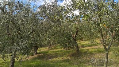 Uliveto a Lugnano in Teverina