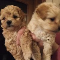Cucciolo Maltipoo Toy