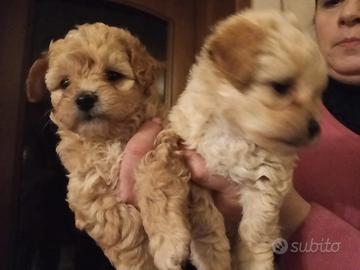 Cucciolo Maltipoo Toy