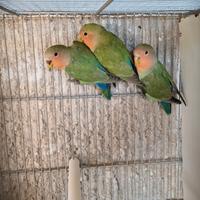 3 inseparabili novelli piu una coppia