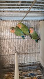 3 inseparabili novelli piu una coppia