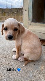 Cucciolo in adozione