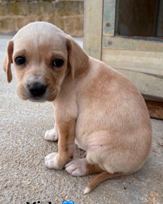 Cucciolo in adozione