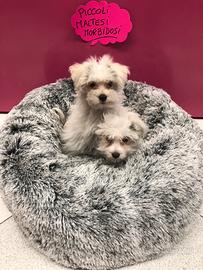 Maltesi cuccioli maschietti